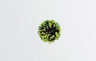 人體呼吸道感染：醫(yī)學(xué)模擬動畫